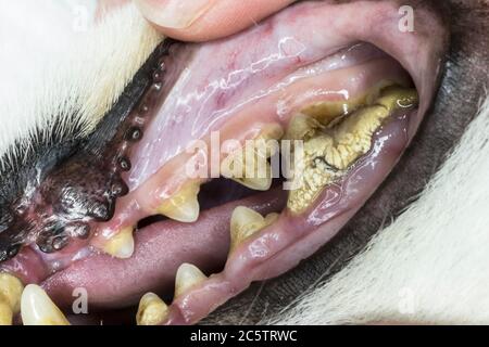 Primo piano di un tartaro o di un calcolo severo su un dente di guancia decaduto nella bocca di un cane Foto Stock