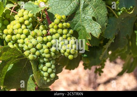 Grandi grappoli di uve immature da vicino in verde fogliame in un vigneto Foto Stock