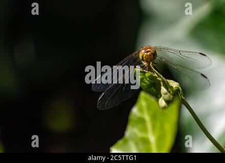 Libellula riposante al sole su una foglia d'edera Foto Stock