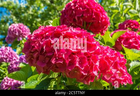 Hydrangea macrophylla 'Sibilla'. Fiori rossi di Hortensia. Giardino botanico in estate Foto Stock