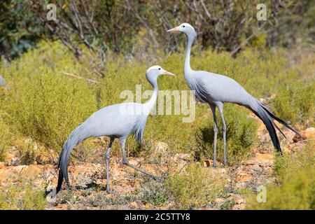 Blue Crane, Stanley Crane o Paradise Crane (Anthropoides paradiseus), Capo Occidentale Sud Africa. Specie vulnerabile di IUCN. Le minacce includono habitat los Foto Stock