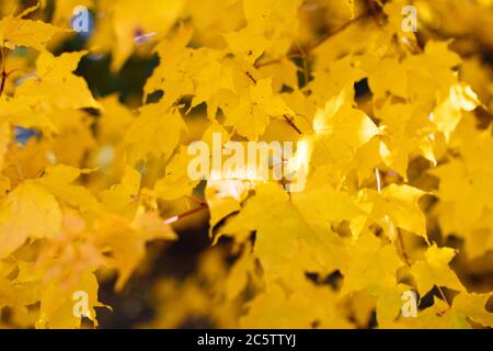 Foglie di acero giallo brillante in giornata di sole, fuoco morbido. Fogliame, concetto di stagione autunnale Foto Stock