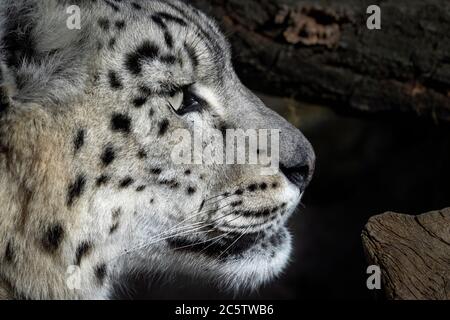 Femmina di snow leopard (profilo) Foto Stock