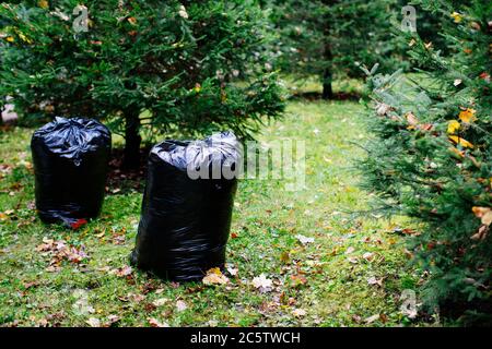 Mazzo di foglie appassite giacenti in nero bin bags.Black spazzatura sacchi riempito con caduto leaves.Seasonal pulizia delle strade della città da foglie caduti di Foto Stock