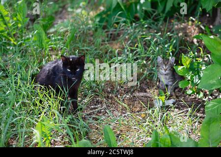 il gatto nero senza casa si siede in erba in foresta, accanto ad esso è il suo bambino, l'animale abbandonato è solo, alla ricerca di cibo, nascondendosi dal pericolo, selettivo fo Foto Stock