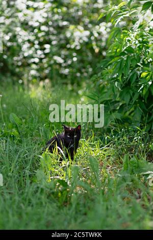 il gatto nero senza casa si trova in erba in foresta, un animale abbandonato è solo, alla ricerca di cibo, nascondendosi dal pericolo, Foto Stock