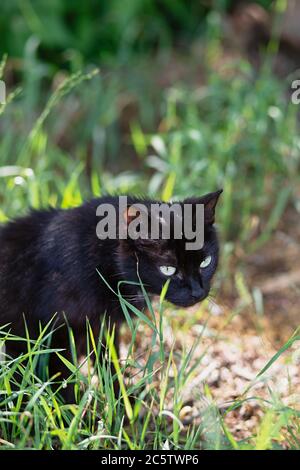 il gatto nero senza casa si siede in erba, ferite della testa e cicatrici, fuoco selettivo Foto Stock