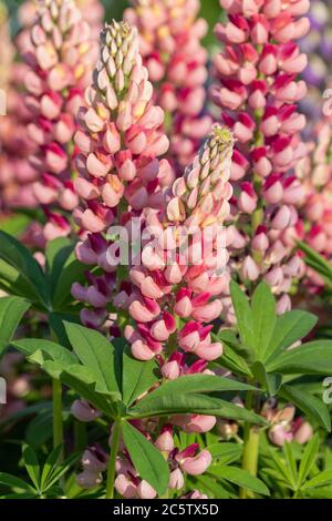 Lupin in un giardino tedesco Foto Stock