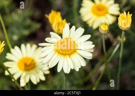 Anthemis tinctoria 'e C Buxton' una pianta di fiori estivi di colore giallo limone erbaceo, comunemente conosciuta come camomilla di dyer Foto Stock