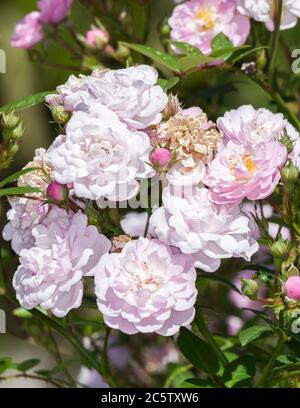 Rose Little Rambler 'Chewramb' un arbusto primaverile fiore rosa fiore miniture Foto Stock