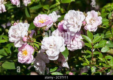 Rose Little Rambler 'Chewramb' un arbusto primaverile fiore rosa fiore miniture Foto Stock