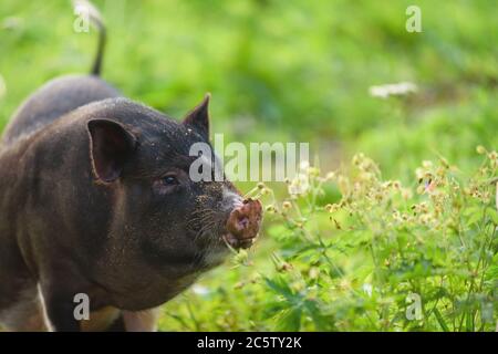 Il maiale giovane, nero, si erge sull'erba verde. Concetto, salute animale, amicizia, amore per la natura e gli animali. Stile vegetariano. Rispetto per la fauna selvatica Foto Stock