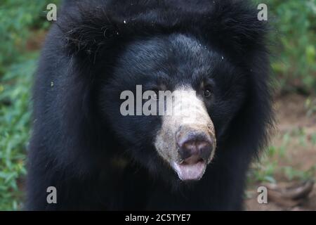 Closeup orso sloth sparato Foto Stock