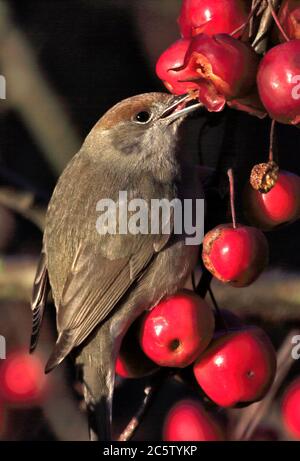 Capinera femmina (sylvia atricapilla) alimentazione su Malus Red Sentinel crab apple tree) Foto Stock