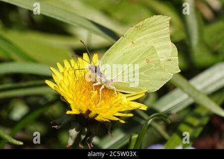 La famiglia dei Pieridae, appartenente alla famiglia dei Pieridae, è un comune gruppo di Asteraceae, appartenente alla famiglia dei Asteraceae. Aprile, Paesi Bassi Foto Stock