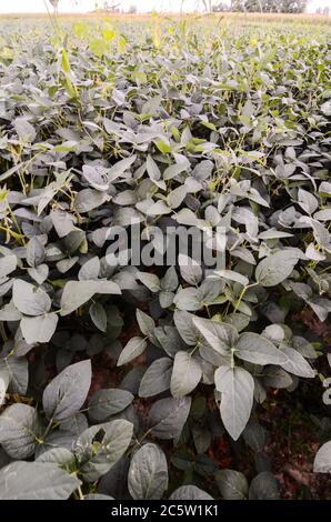 Paesaggio rurale con fresco campo di soia verde in Italia settentrionale Foto Stock