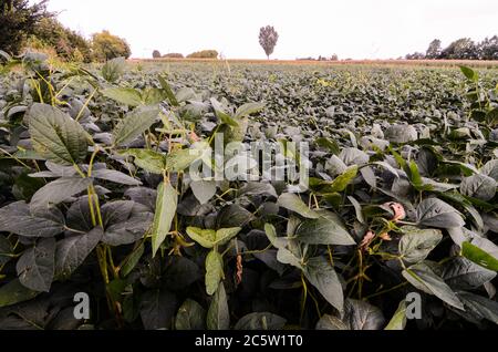 Paesaggio rurale con fresco campo di soia verde in Italia settentrionale Foto Stock