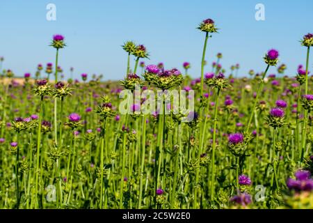 Il thistle del latte fiorisce. Coltivare una pianta medicinale in un campo agricolo. Foto Stock