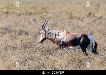 Bontebok (Damaliscus pygargus pygargus), Parco Nazionale di Bontebok, Swellendam, Capo Occidentale, Sudafrica Foto Stock