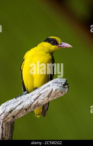 L'immagine closeup di oriole Naped (Oriolus chinensis). È un uccello passerino della famiglia oriole che si trova in molte parti dell'Asia. Foto Stock