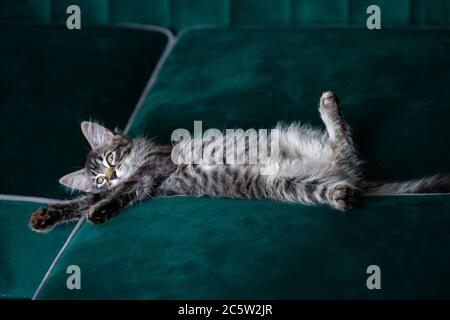 il gattino è molto bello. gattino grigio Foto Stock