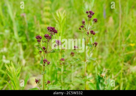 Origano selvatico in fiore tra l'erba del prato. Foto Stock