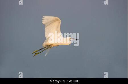 Grande egret che vola nel cielo Foto Stock