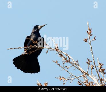 Rook (Corvus frugilegus) arroccato su un albero Foto Stock