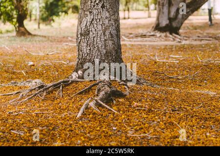 Complesso selettivo di messa a fuoco sopra il sistema di radice di terra di un albero circondato da foglie di autunno caduto. Le radici di un albero crescono sopra terra, coperto in autunno Foto Stock