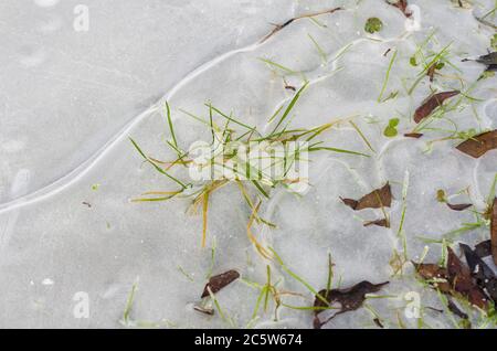 Ghiaccio incrinato su una puddle ghiacciata con l'erba verde che emerge da sotto Foto Stock