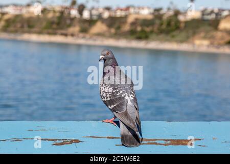 Un primo piano di un piccione arroccato su una palina di legno, sul Molo di San Clemente in California Foto Stock