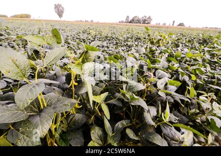 Paesaggio rurale con fresco campo di soia verde in Italia settentrionale Foto Stock