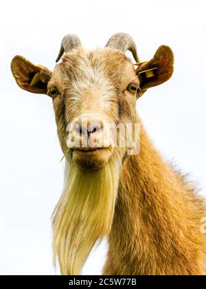 divertente ritratto di capra marrone su sfondo bianco Foto Stock