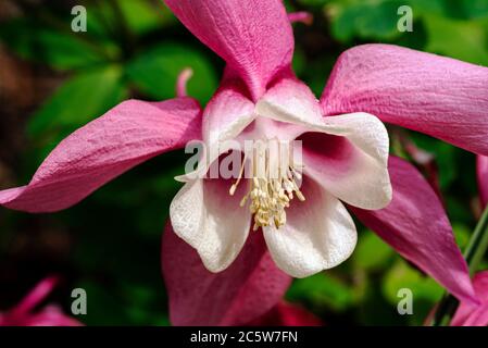 Aquilegia Primavera Magic Rose e White, primavera magia serie, Ranunculaceae, aquilegia Foto Stock