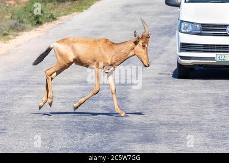 Red Hartebeest (Alcelaphus buselaphus / caama), Addo Elephant National Park, Capo Orientale, Sud Africa, vitello che corre di fronte a auto turistica Foto Stock