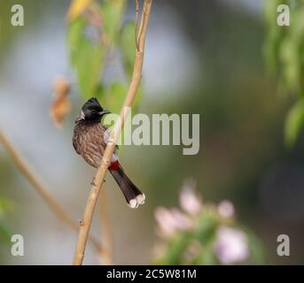Adulto Red-ventilato Bulbul (Pycnonotus cafer) appollaiato su un ramo verticale. Foto Stock