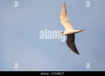 Terna del fiume adulto (Sterna aurantia) in volo, visto dal basso. Foto Stock