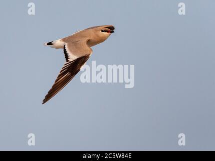 Pratincole piccolo adulto (Lareola lactea) in habitat tipico del fiume in Asia. Volare velocemente attraverso il cielo. Foto Stock