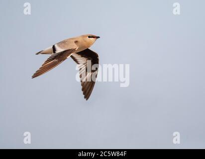 Piccolo Pratincole (Lareola lactea) in tipico habitat fluviale in Asia. Uccello che vola passato. Foto Stock