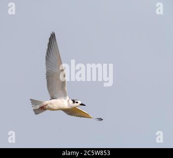 Giovane Whiskered Tern (Chlidonias hybrida) nel delta dell'Ebro in Spagna durante l'autunno. Uccello in volo. Foto Stock