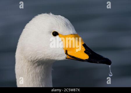 Swan di Whooper adulto (Cygnus cygnus) che svernano su Hokkaido in Giappone. Primo piano della testa con una goccia d'acqua appesa sulla punta del conto. Foto Stock