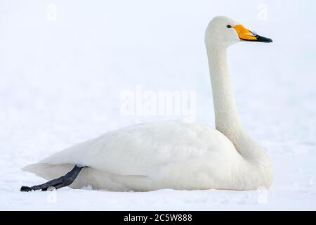 Whooper Swan (Cygnus cygnus) che svernano su Hokkaido in Giappone. Riposarsi sulla neve. Foto Stock