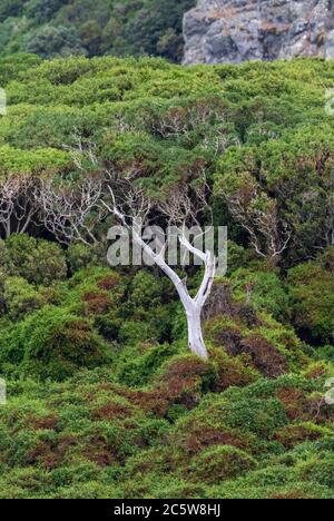 Lone Tree che si stacca fuori dal pendio boschivo sull'isola del Sud Est, isole Chatham, Nuova Zelanda. Foto Stock