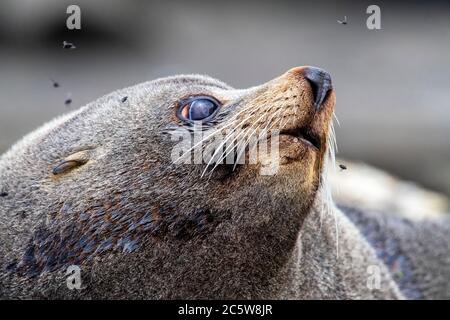 Nuova Zelanda Fur Seal (Arctocephalus forsteri) che riposa sulle rive delle isole Chatham, Nuova Zelanda. Primo piano della testa con diverse mosche che volano Foto Stock