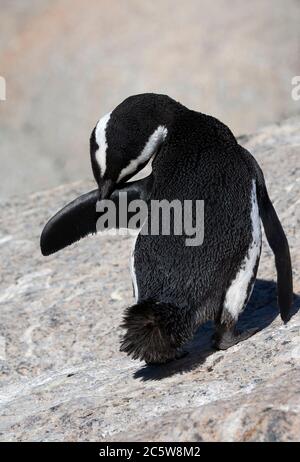 Predire il pinguino africano adulto (Speniscus demersus), conosciuto anche come pinguino Jackass, sulla spiaggia di Boulders, la città di Simon, Sudafrica. Foto Stock
