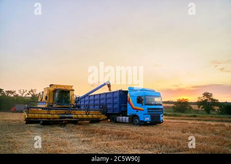 Sovraccarico della granella dalle trebbiatrici mietitrebbia in un dumper per granella sul campo. Sgranatore che versa il frumento appena raccolto nel corpo della scatola granella Foto Stock