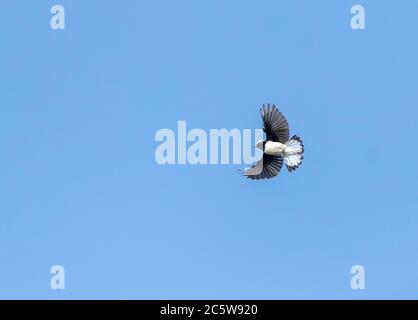 Cipro Wheatear (Oenanthe cipriaca) su Cipro. In volo, insetti di cattura, visto da sotto. Foto Stock