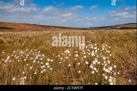 Il sole estivo splende su un pascolo di brughiera pieno di fiori di cottongrass nelle colline dei Moorfoot delle Uplands meridionali della Scozia. Foto Stock