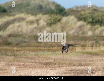 Artic Skua (Stercorarius parassitius), un adulto che si muta a piumaggio invernale. Sorvolando le dune sull'isola di Wadden di Vlieland, Paesi Bassi. Foto Stock