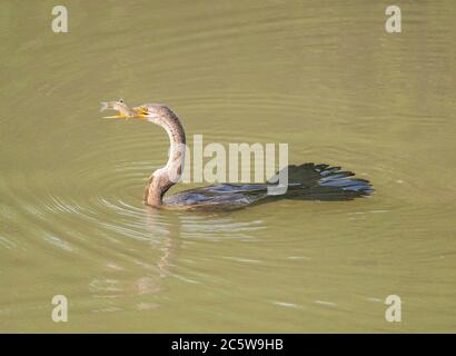 Oriental Darter (Anhinga melanogaster) in un lago d'acqua dolce in Asia. Nuoto immaturo con un pesce come preda. Foto Stock